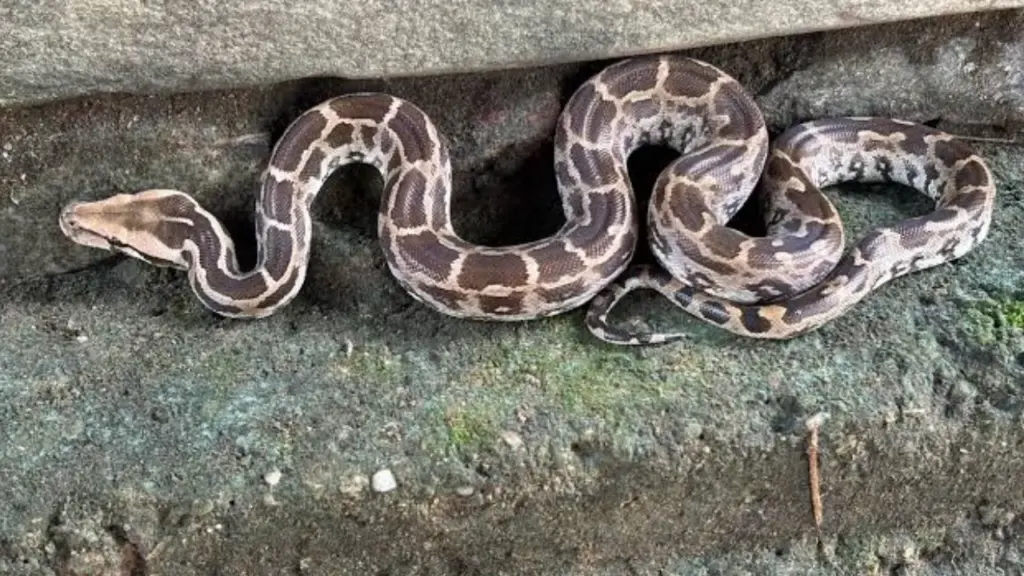 rewa 12 feet long python sleep beside woman all night forest department rescue operation sirmour