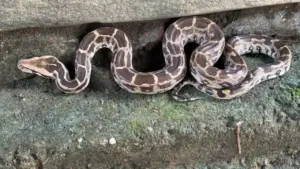 rewa 12 feet long python sleep beside woman all night forest department rescue operation sirmour