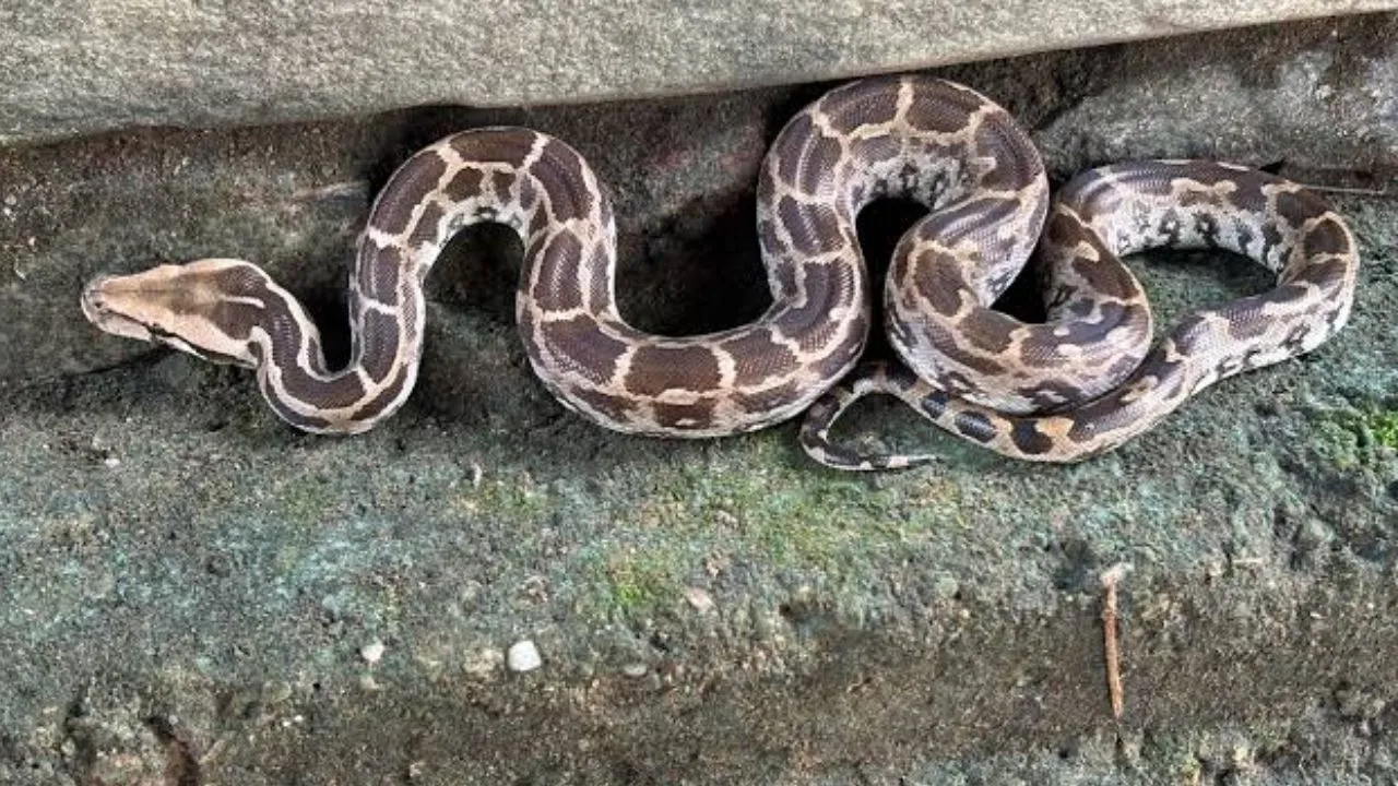 rewa 12 feet long python sleep beside woman all night forest department rescue operation sirmour