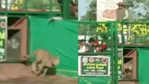 CM Mohan Yadav released cheetahs.