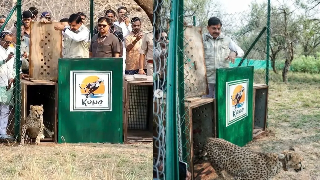 CM Mohan Yadav released cheetahs.