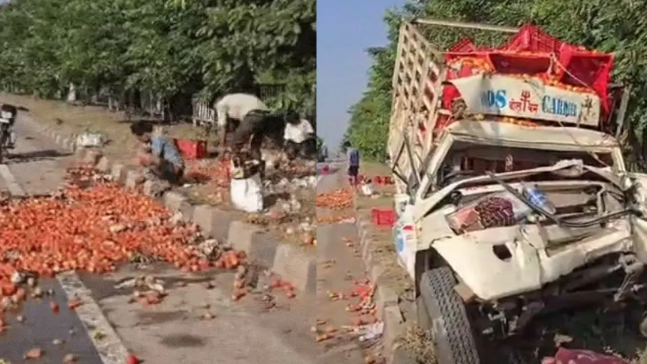 People looted the tomatoes after the pickup truck overturned.