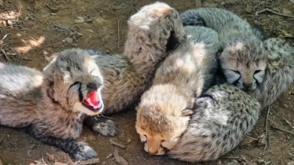 A picture of cheetah cubs (file photo)